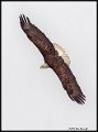 _2SB0444 american bald eagle